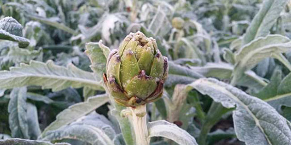 Spagna, il gelo artico rovina le verdure di Murcia