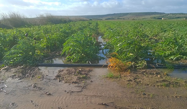 Sardegna, corsa contro il tempo per i carciofi