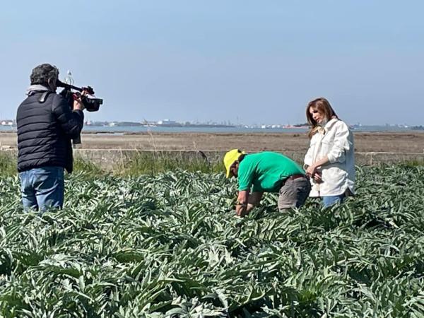 Il carciofo di Sant'Erasmo in onda su Studio Aperto