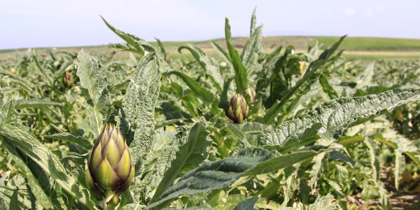 Carciofo spinoso sardo, ecco come recuperare competitività