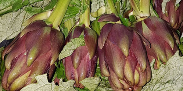 Carciofi di Sardegna, al via la stagione
