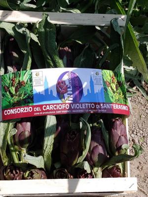 Carciofo violetto di Sant'Erasmo