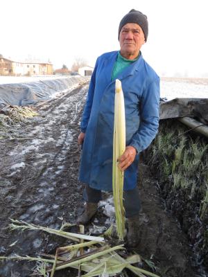 Pietro Frascaroli Agribologna Cardo di fossa Bolognese