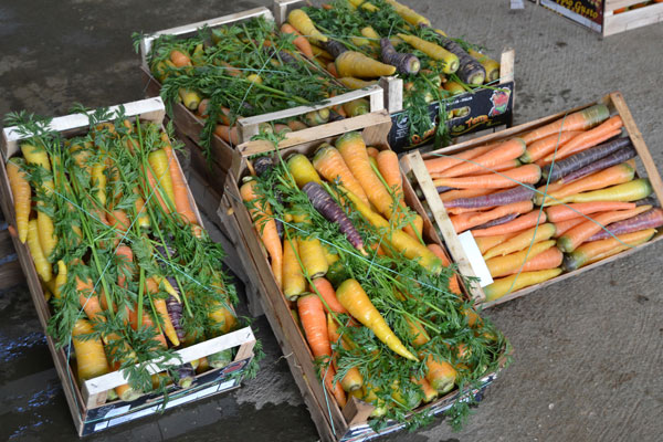 la carota di polignano a rischio erosione genetica