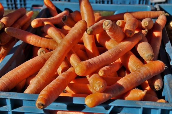 Troppe carote, a Chioggia vengono distrutte