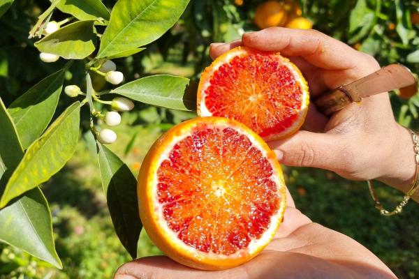 Quando le arance diventano Cassatelle