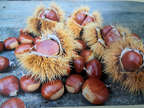 «Sarà una campagna super per le castagne»