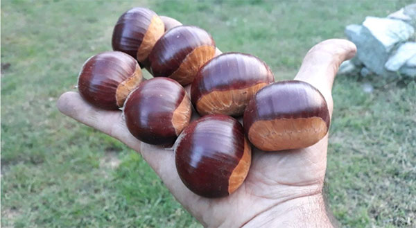 Udite, udite: le castagne hanno un «Piano di settore»
