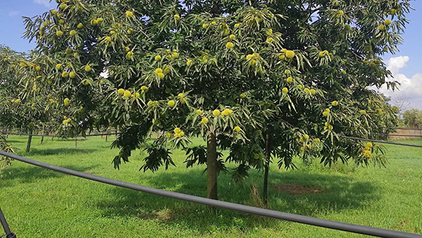 Castagne, annata promettente per la Bouche de Betizac