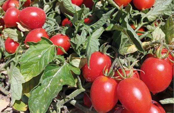 Buttiglieddru, un pomodoro da riscoprire
