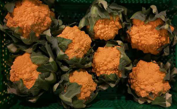 Il cavolfiore romanesco si tinge di arancione