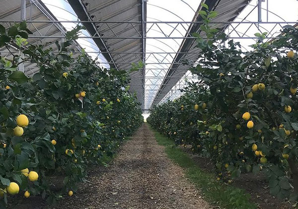 Cedri, perchè coltivarli sotto i pannelli fotovoltaici