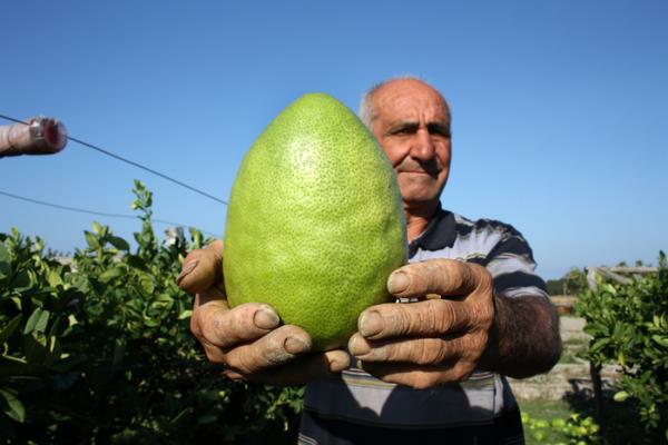 Calabria, Cedro di Santa Maria del Cedro verso la Dop