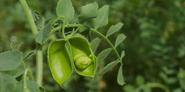 Legumi, il cece alla riscossa 