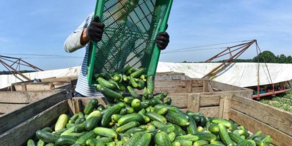 Cetrioli, in Germania i prezzi schizzano alle stelle