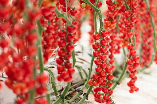 Syngenta presenta Cherye, il ciliegino invernale
