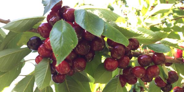 La Ciliegia di Bracigliano marcia verso l'Igp