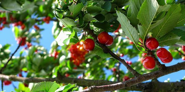 Ciliegio 4.0 con software e banche dati