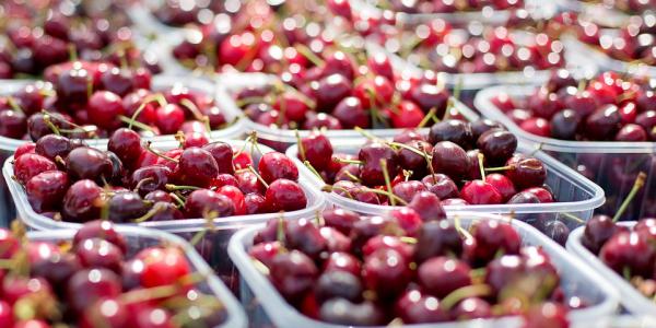 Milano, piantati 6mila ciliegi nel Parco Nord