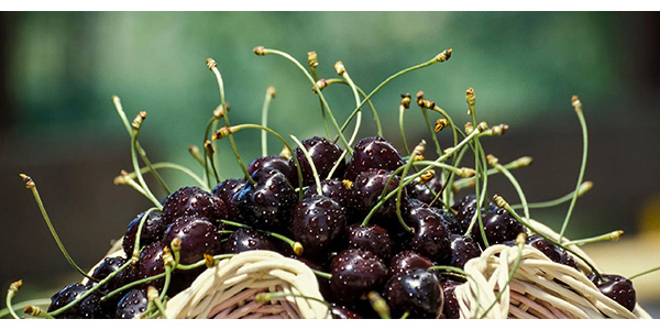 Vignola, iniziativa per salvare la Ciliegia Moretta