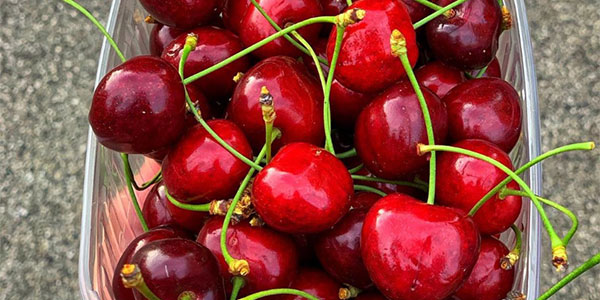 Ciliegie di Vignola, è il momento delle varietà tardive