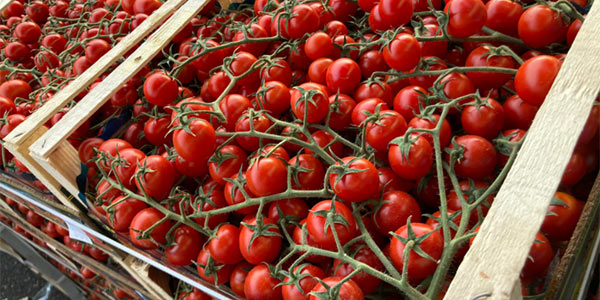 Caro pomodorini, prezzi all'ingrosso fino a 5 euro 