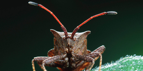 Cimice asiatica, parte la lotta (biologica)