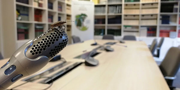 La cimice asiatica in casa dei «nemici» dell'Eppo