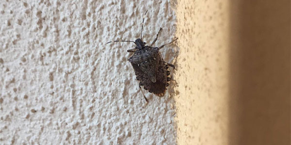 Cimice asiatica senza confini, l'insetto «sverna» al Sud
