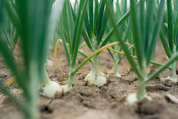 «Clara, vi presentiamo la nostra cipolla di alta gamma»