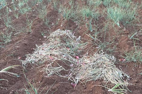 Cipolla rossa di Acquaviva nella morsa di furti e siccità