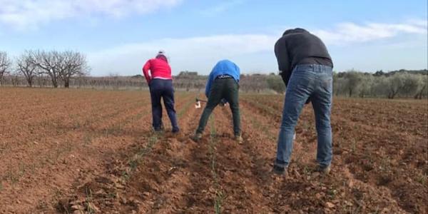 Ecco come si coltiva la Cipolla rossa di Acquaviva