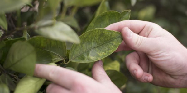 Agrumi, gli Usa autorizzano l'aldicarb e la streptomicina