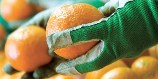 Arrivano i complimenti per le clementine di Calabria Igp - Italiafruit News