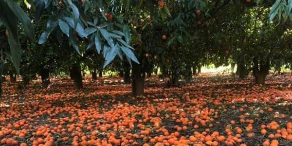 Produttori sull'orlo della disperazione