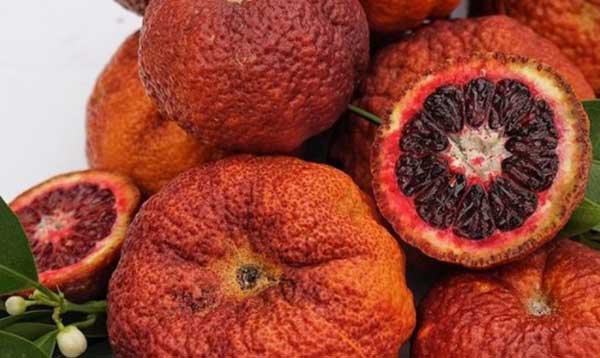 «Agrumi, ecco le varietà più innovative»