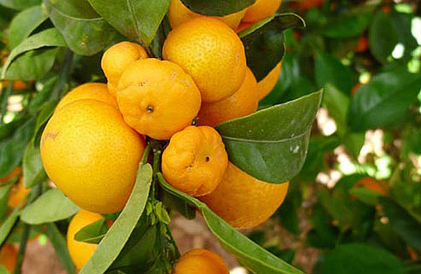 «Cocciniglia cotonosa, serve il Clorpirifos Metile»