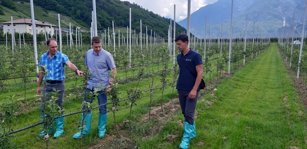 Il colpo di fuoco si diffonde anche alle piante ornamentali