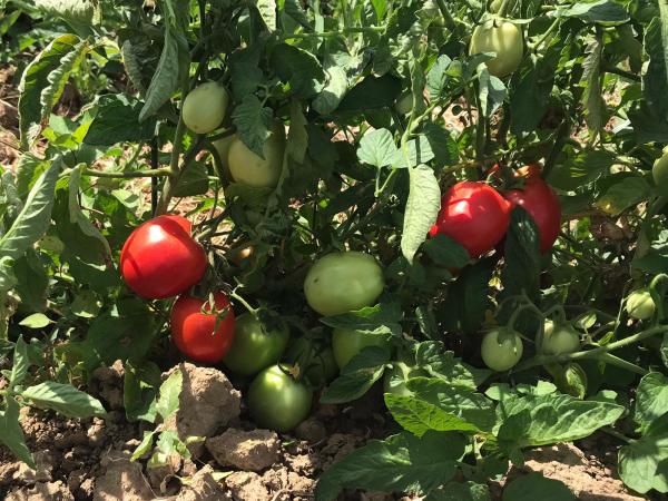 Pomodoro bio, corso sulla coltivazione
