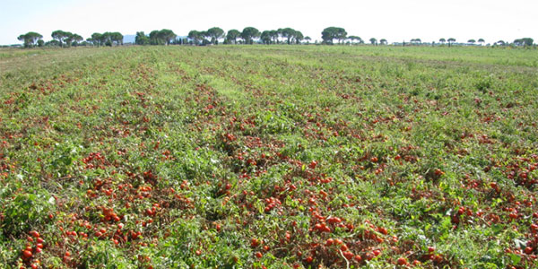 Via libera all’olio essenziale di arancio dolce