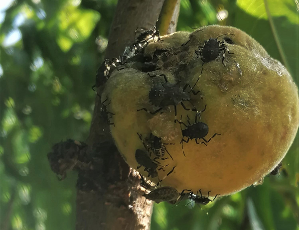 Cimice asiatica, nel veronese attacchi sulla frutta