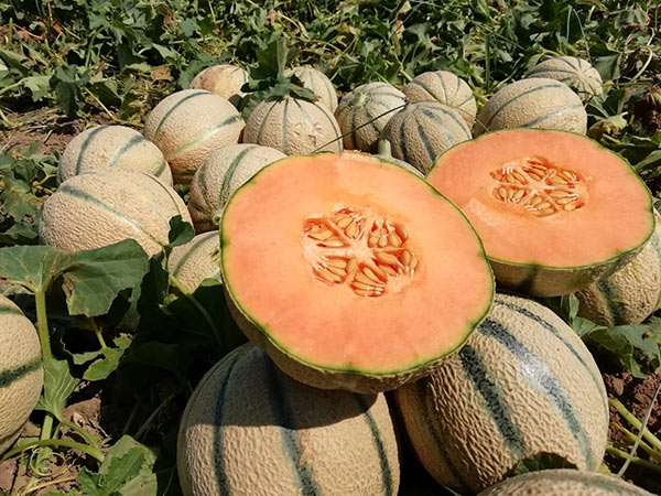 Meloni, ottime performance per il biologico