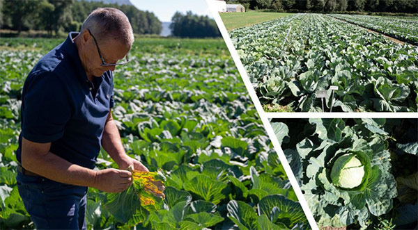 Laimburg, prove sperimentali su cavolo cappuccio