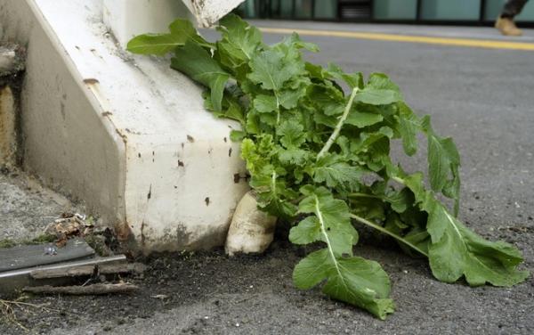 Il daikon più famoso del Giappone