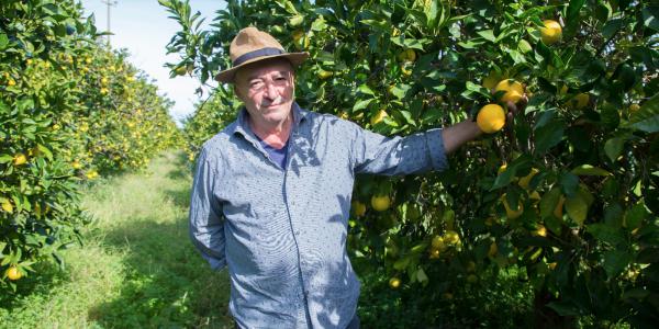 «Arance, con la vera qualità il mercato sorride»