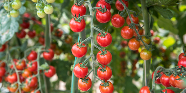 Pomodori di qualità? Basta chiedere alle aziende giuste