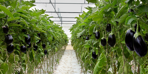 Una melanzana senza spine che allega grazie ai bombi