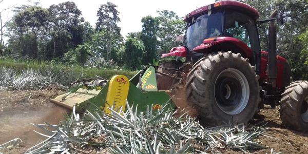 La coltivazione di ananas parla italiano con Celli