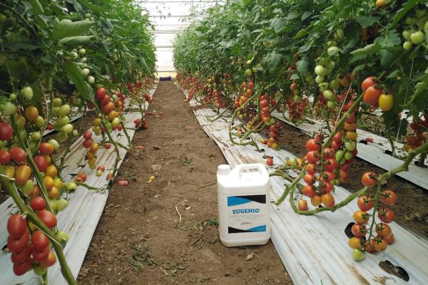 Eugenio-X, ecco come contenere i nematodi