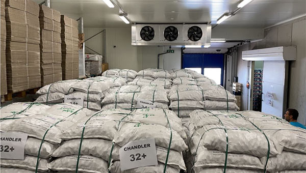 Frutta secca, fase delicata per i prezzi alti